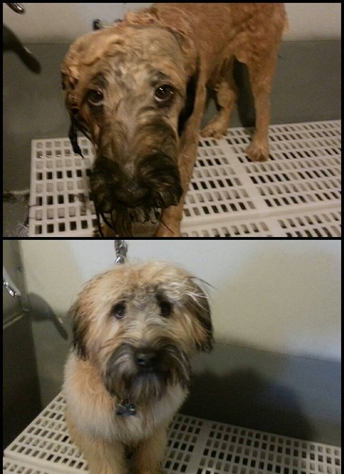 how often should i bathe my wheaten terrier