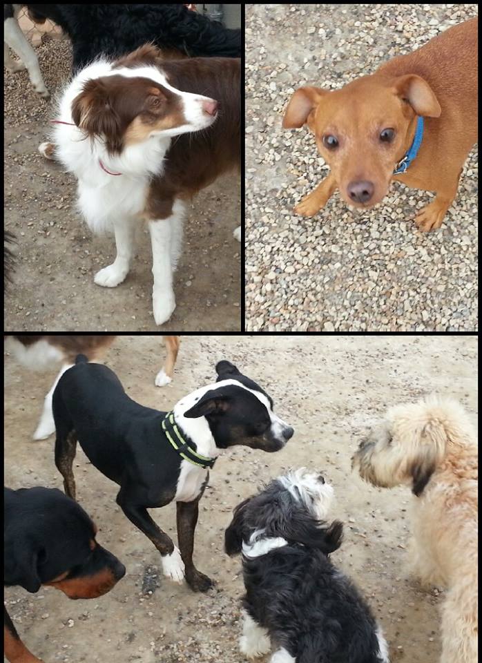 Boarding Dogs - Utah Dog Training - Wasatch Canine camp