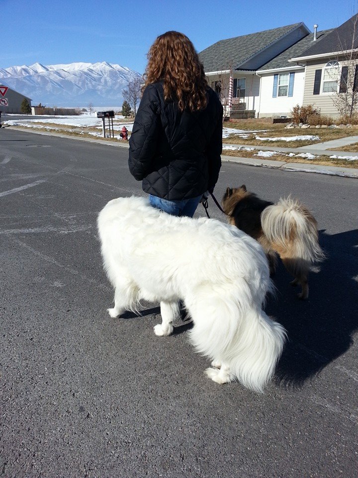 great pyrenees off leash