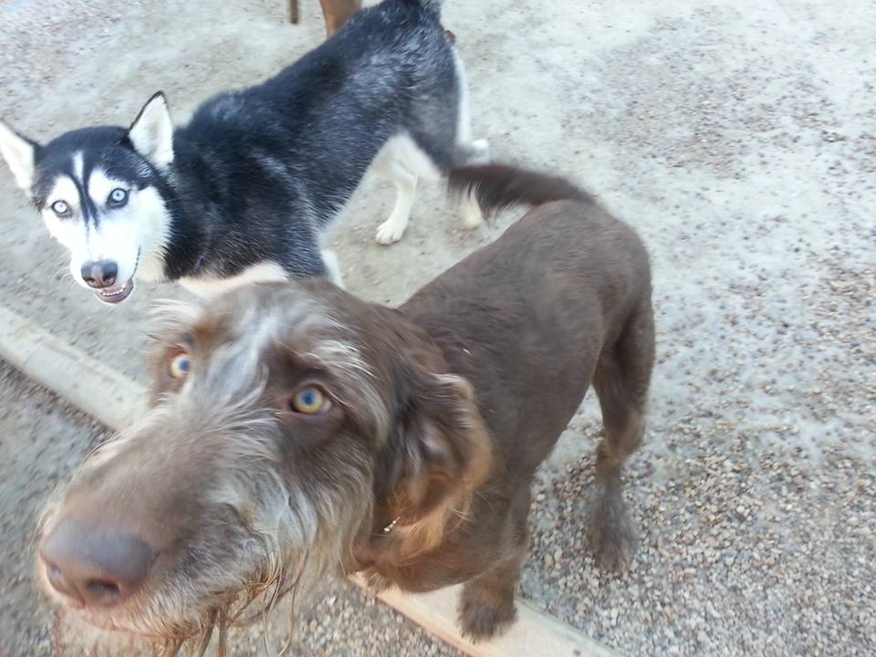 labradoodle husky