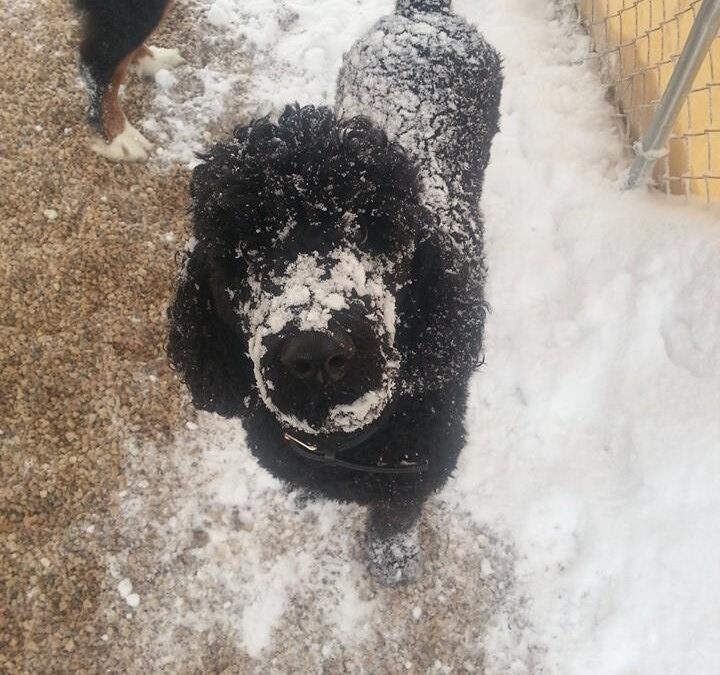 Sadie the Snow Dog