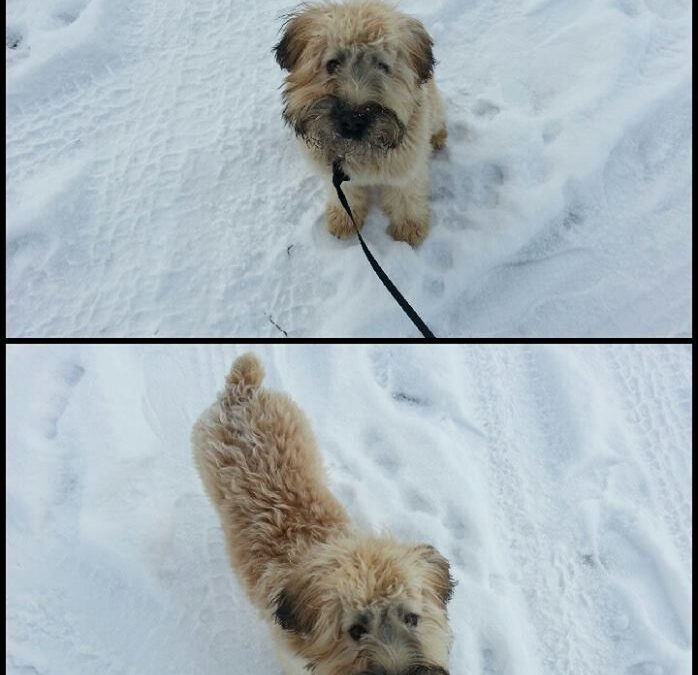 Stella the Soft Coated Wheaten Terrier