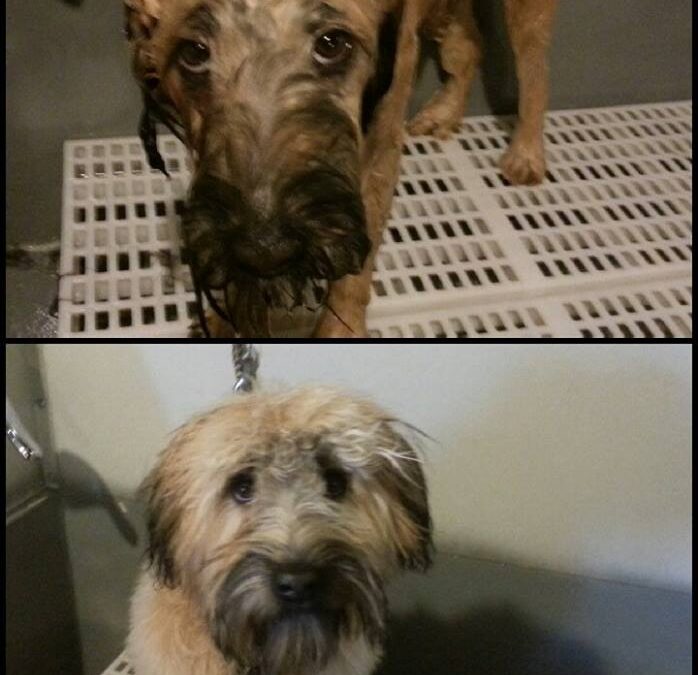 Stella the Wheaten Terrier Gets a Bath