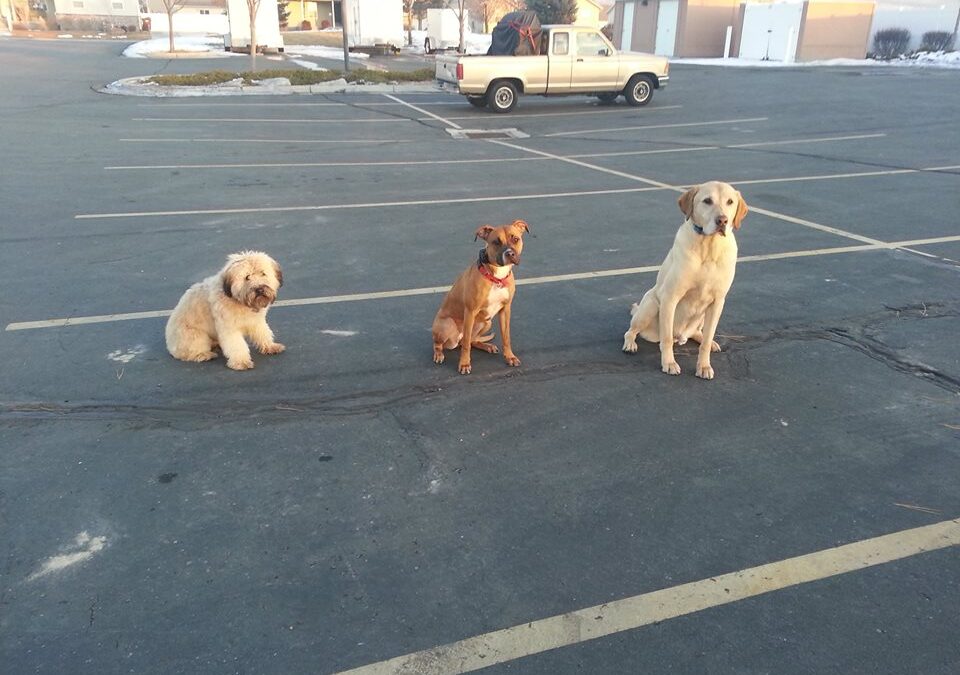 Wheaten Terrier, Pitbull, and Lab on a Sit Stay
