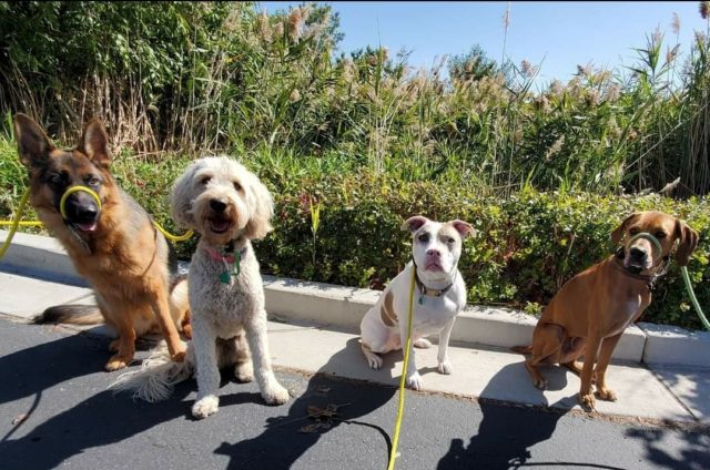 Boot Camp | Dog Training Utah, Puppy Training - Wasatch Canine Camp