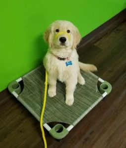dog boarding lehi ut